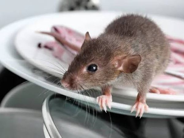 Rodent Control